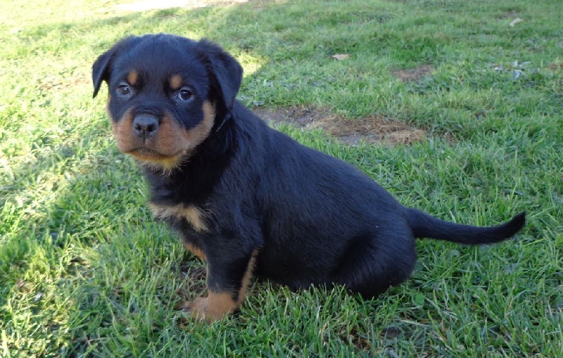 du domaine de la Boetie - Rottweiler - Portée née le 13/10/2015