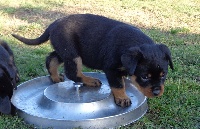 CHIOT